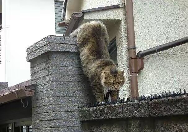 #cat #fypシ #couple #fyp #foryou #foryoupage #couple 