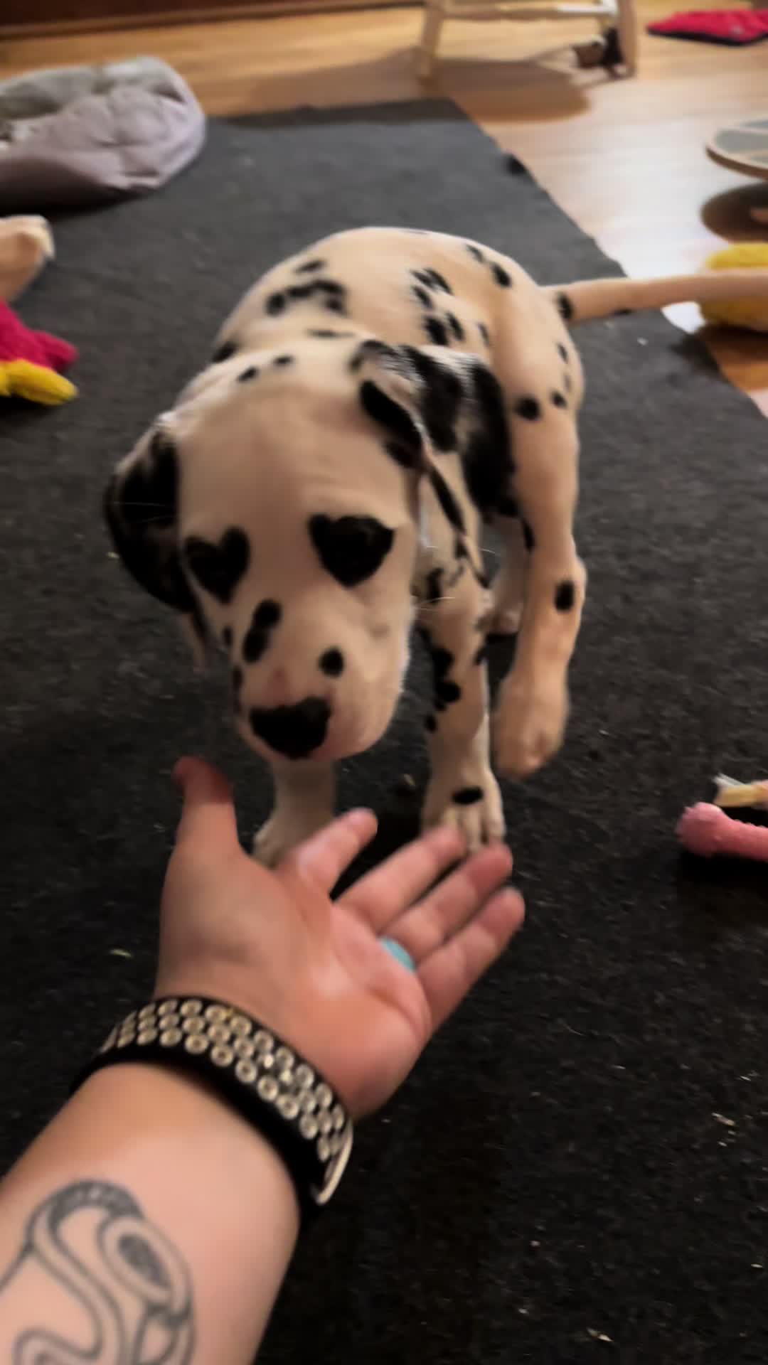 The prettiest boy youll ever see ❤️ #dalmatian #dalmatiansoftiktok #dalmatianpuppy #showdogsoftiktok #showdog #fypage #fypシ゚viral #hearteyes #hearteyeddalmatian #dogsofttiktok #hearteyed #heterochromia #fypシ #heartdog #dogtok #dog #dalmatians #puppiesoftiktok #puppies 