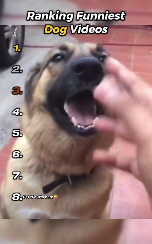 Dog #dogsoftiktok #dog #funny #ranking 