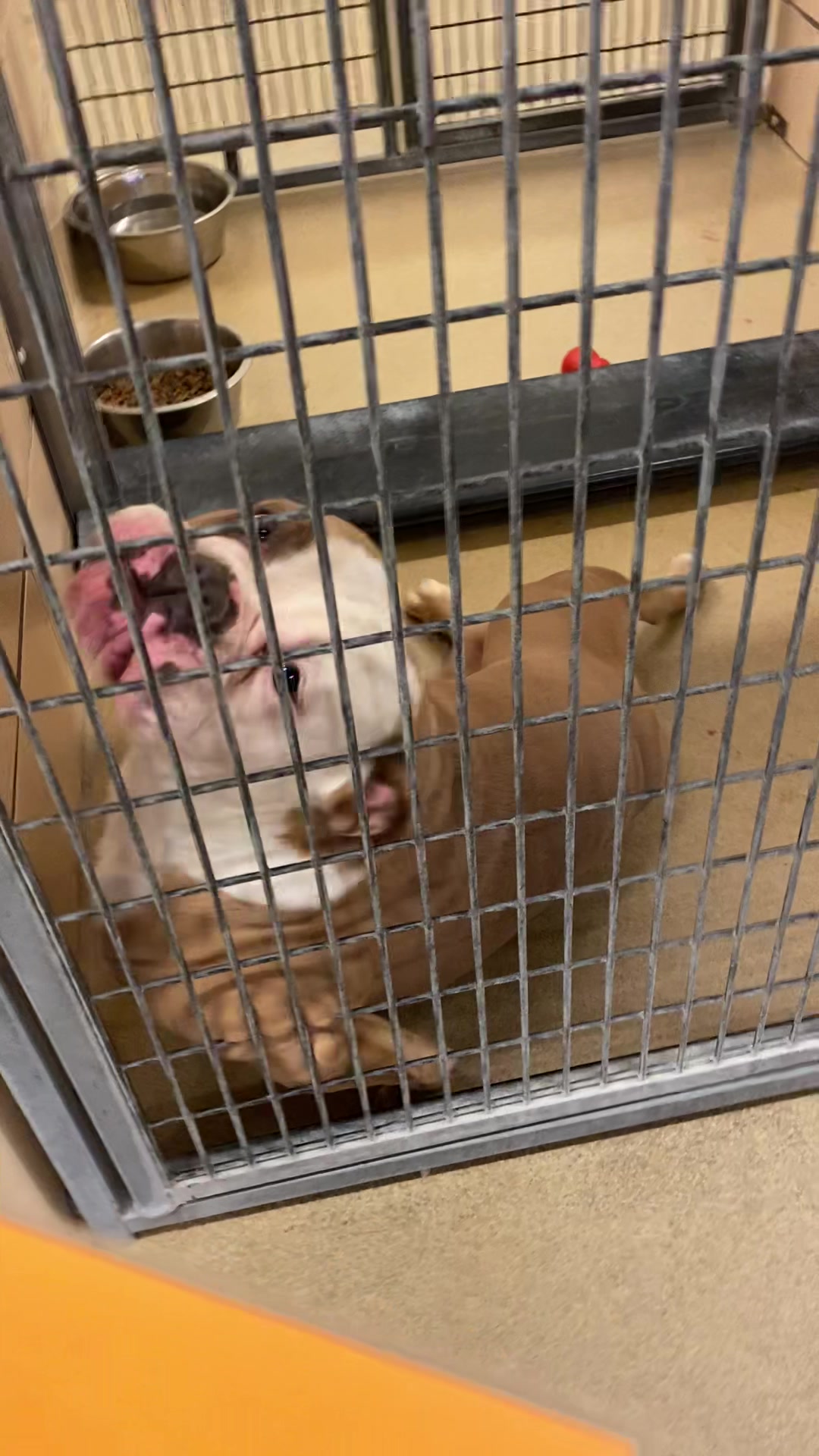 Congratulations Bailey! #fyp #foryou #dog #dogshelter #reacuedog #adoption #ArmaniMyWay #woosterohio #dogrescue #oldenglishbulldog