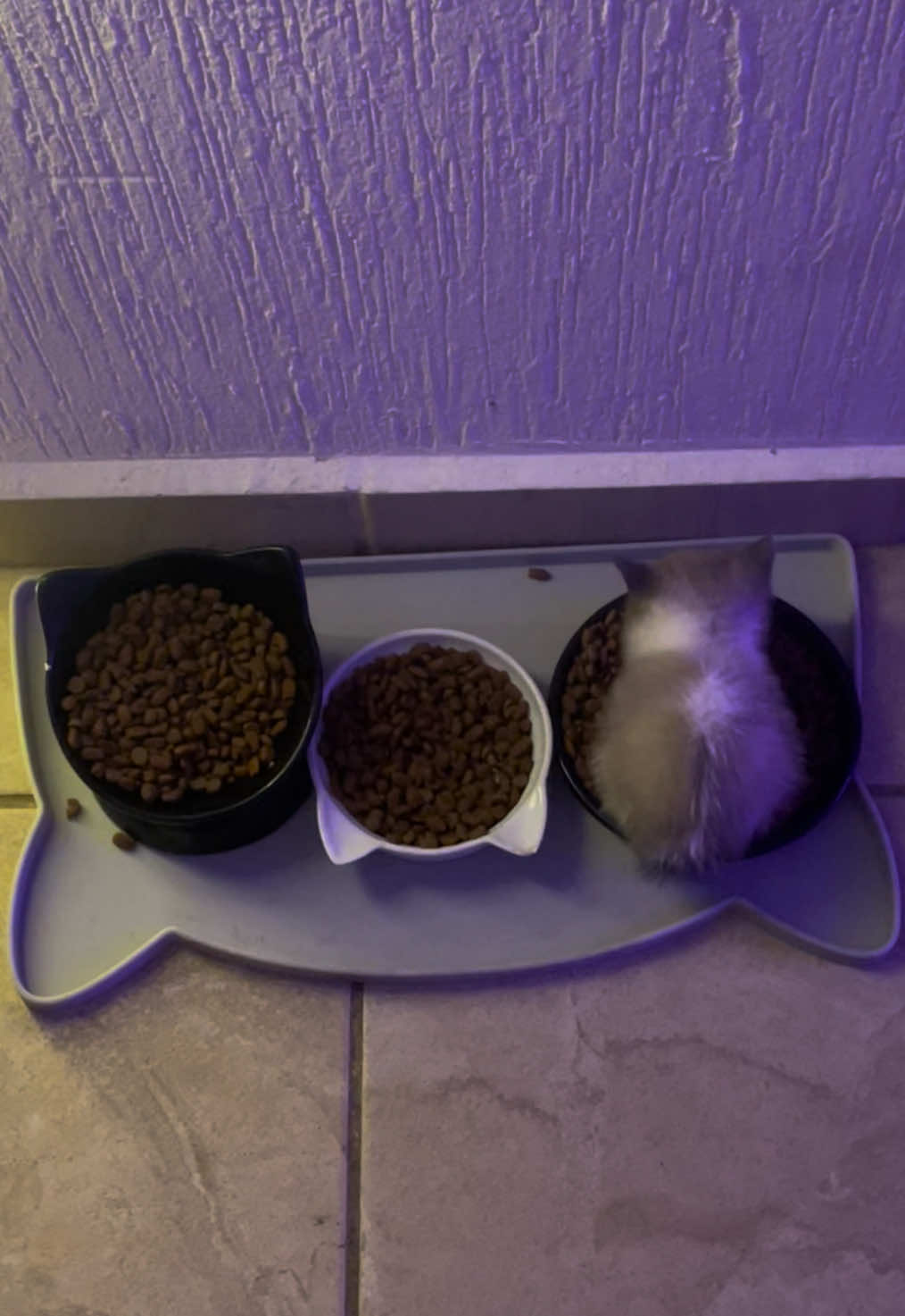Does he know he exists? #fyp #fypp #fyppp #fypdong #fypcat #fypdong #fypcat #fypviral #gatosdetiktok #kitty #catlover #catcore #gatos #gatito #kittensoftiktok #kitten #smallcat #babycat #gato #cat 