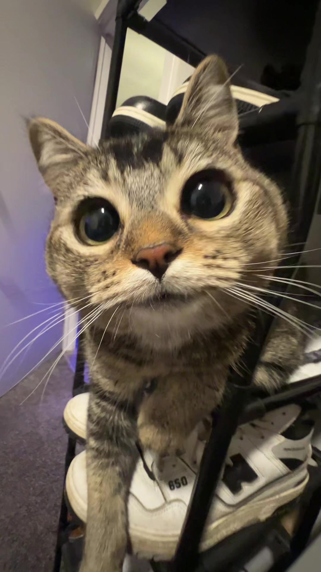 Talk to me boy #fyp #cat 