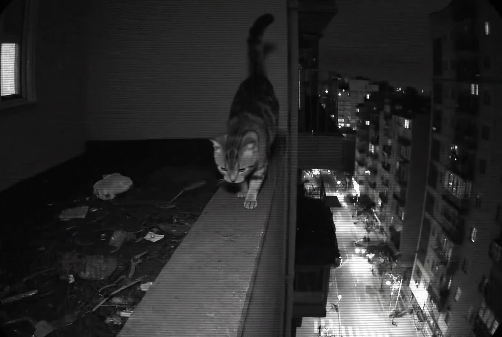 OMG My heart, the cat wow #fyp 