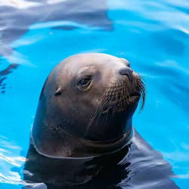 Seal