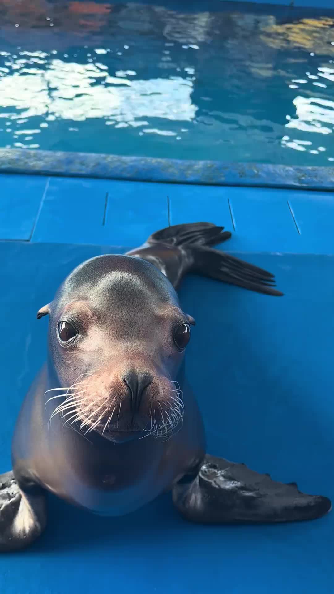 #seal #sealion #fyp 
