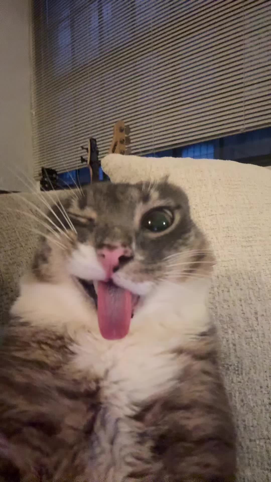 funk nonstop in her head #fyp #rigbycat #catsoftiktok #catcontent #sillycat 