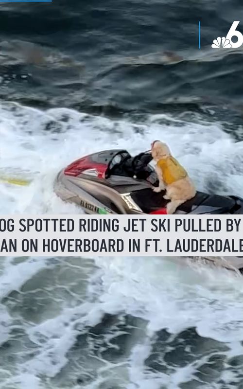 Wild video shows a dog cruising on a jet ski off Fort Lauderdale, while a man on a jet-propelled hoverboard guides the ride. #dog #jetski #fortlauderdale #florida