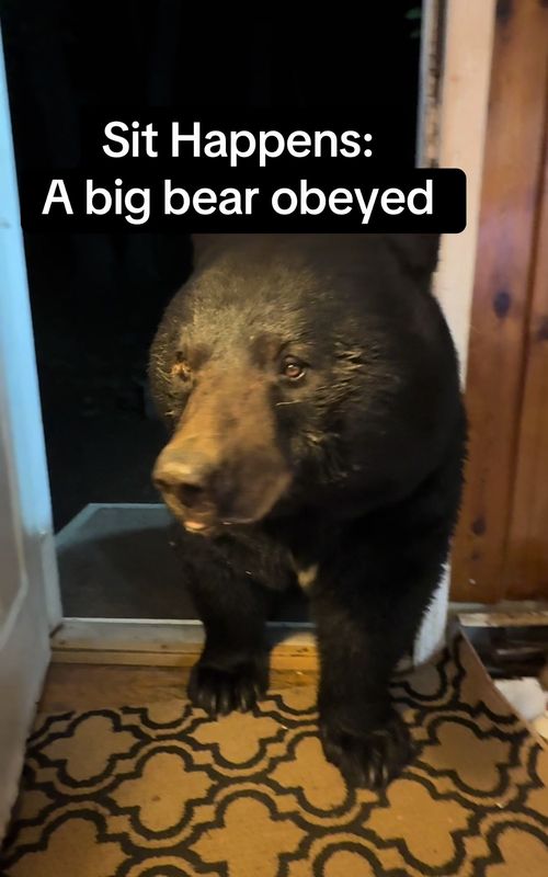 The Big Bear Came, He Sat, He Laid Down, He Conquered My Whole Timeline #bear #wildlife #animal #nature #mountains 