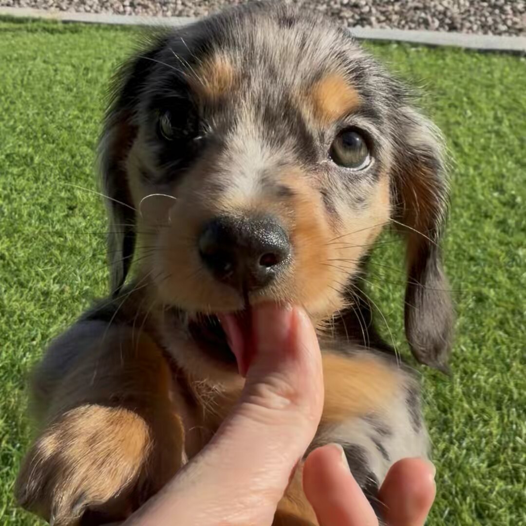 Tater Tot