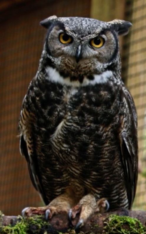 Join LAIKA artists at @BirdAllianceofOregon as they find inspiration from the wings, beaks, and talons of real-life owls. Full featurette lands tomorrow on YouTube. 🦉 #Wildwood #WhereTheSkyRemembers #EarthMonth