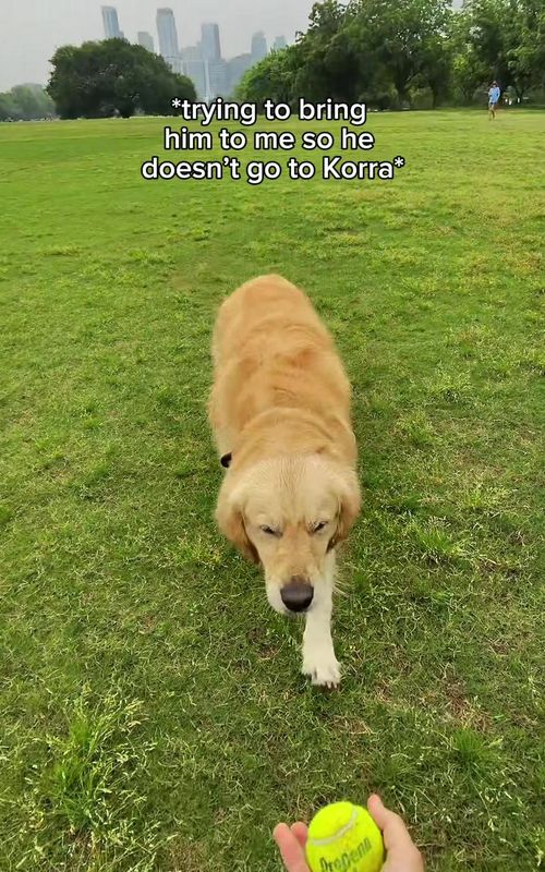 Name a more golden retriever interaction than this… Click the link in my bio if you want to train with me! #germanshepherd #goldenretriever #funnydogs #dogtraining #funnydogvideos 