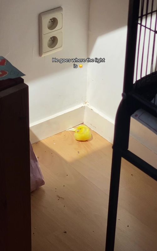 There’s sun = he’s there. Simple #bird #mybird #canari #canary #pet 