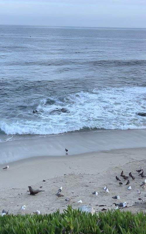 Marc update 2❤️🦭🙏🏽 #marc #sealion #seaworld #animalrescue 