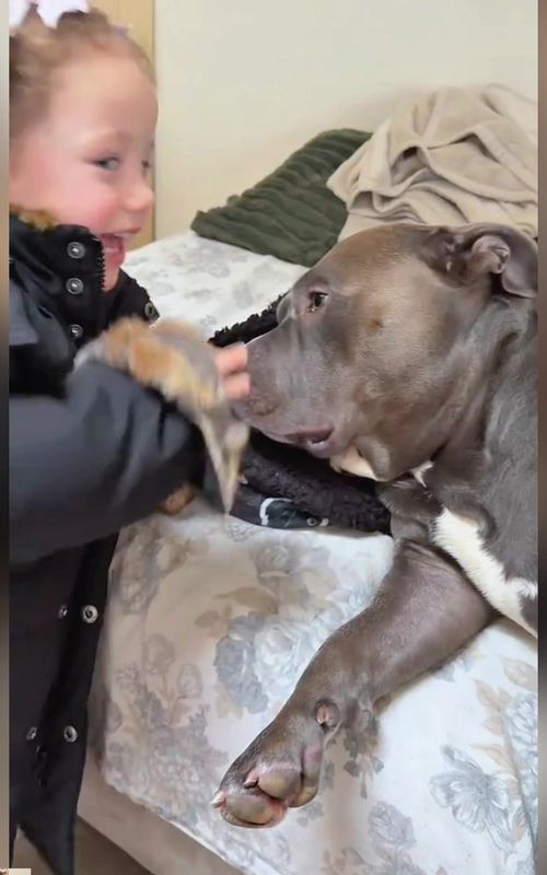 #pet #dog #baby #PetsOfTikTok #dogsofttiktok 