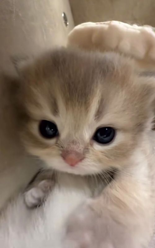 So cute #kitten #cutecat #catsoftiktok #fyp #funnycats 