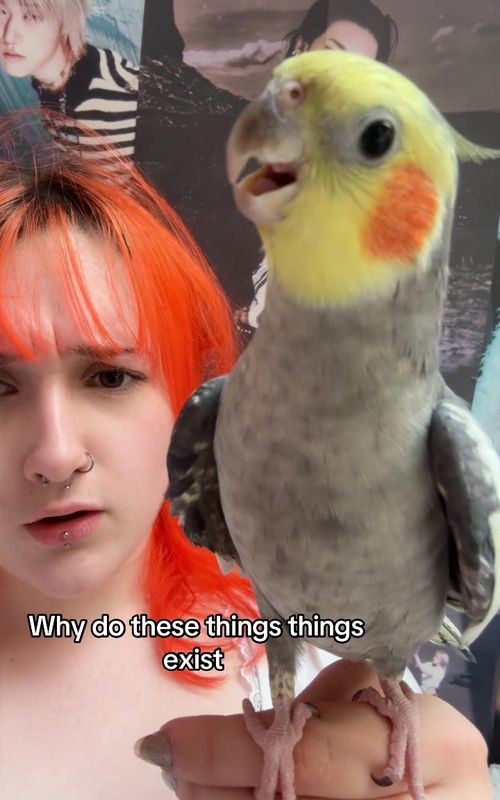 ??? #bird #Fyp #viral #parakeetsoftiktok #cockatiel 