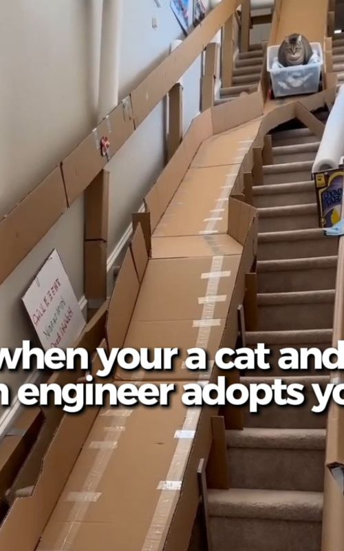This is what an engineer cat dad looks like 🙏😭 #funny #cute #pets #cat #cats 