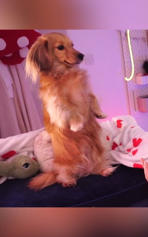 the vertical Queen returns 🧍‍♀️#dachshund #minidachshund #cutedog #pea #dogsotiktok #fyp
