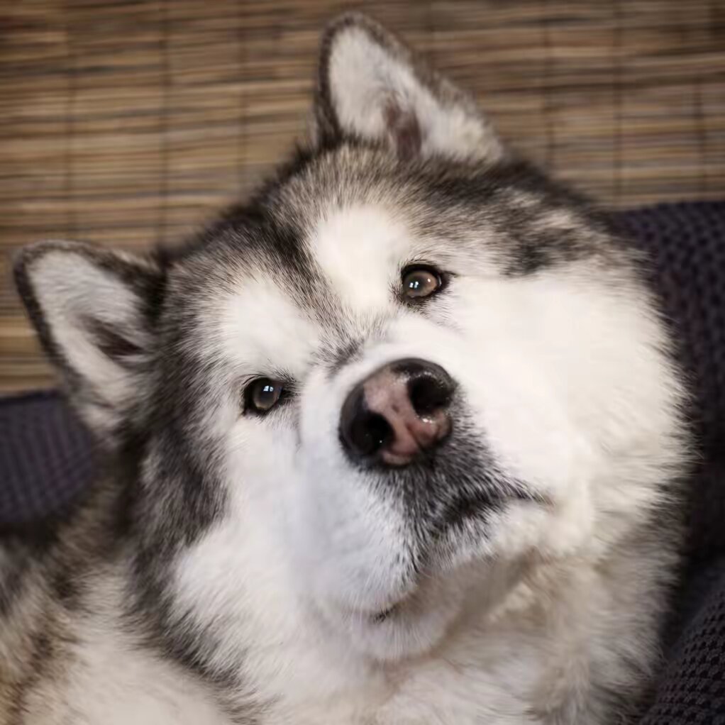 Meko the Malamute 🐺