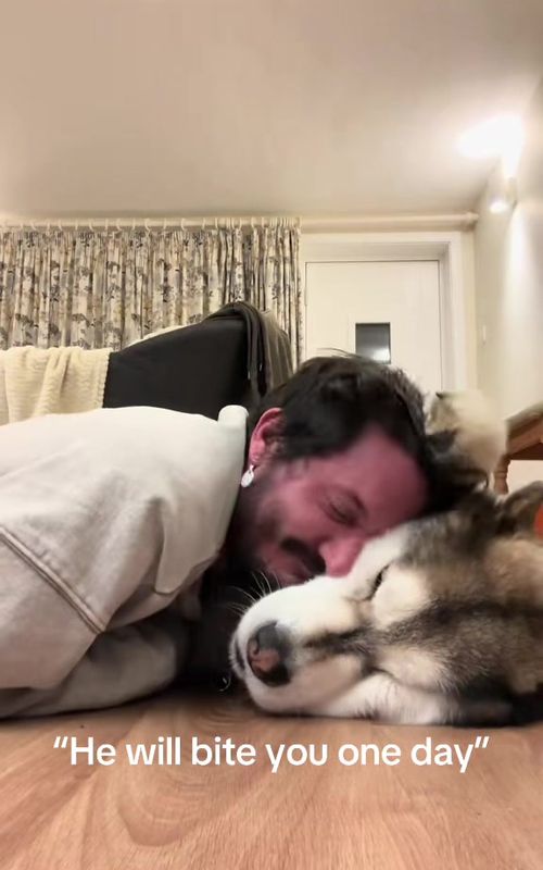 He tolerates me and I respect that 😅 #dogsoftiktok #dogtok #dogdad #malamute #fyp 