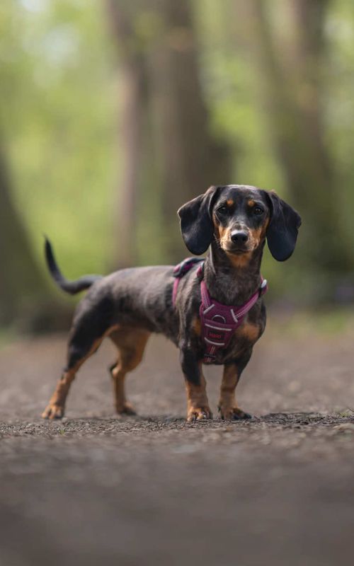 I met Betty, a ten-month-old pup with big ears, loads of personality, and just a little bit of uncertainty around new people. At first she kept her distance, but once she settled, you could see her confidence start to come through. Her owner told me she once tried to protect him from a pizza box, which pretty much sums her up — a little unsure at times, but always looking out for her people. #dachshund #dogphotographer #dogtok 