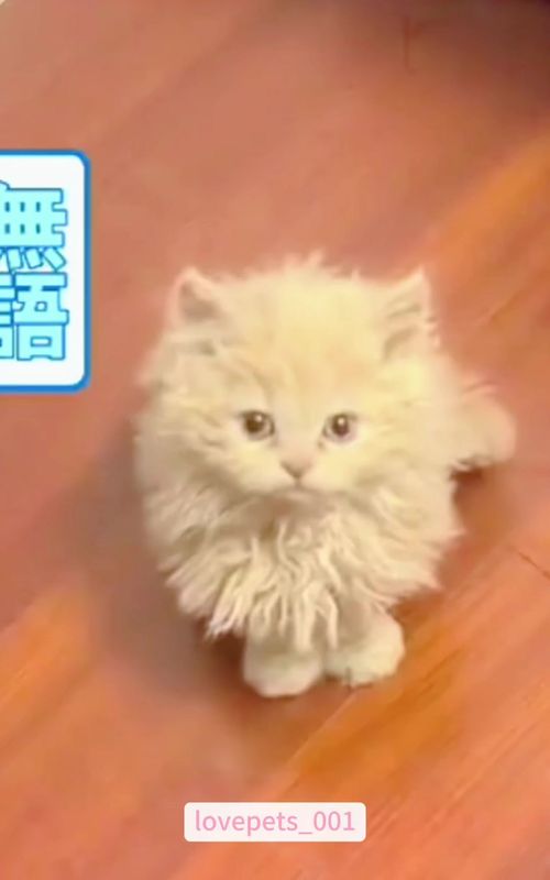The embarrassing moments of the kittens.🤣🤣🤣#cat #cats #catsoftiktok #catlover #foryou #funny #funnyvideo #viral #fypシ 