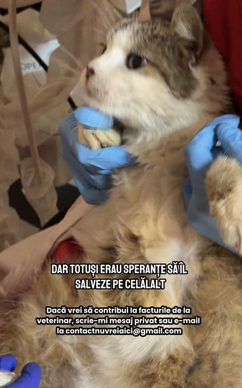 Am câteva vești proaste despre pisica pe care am salvat-o ieri din satele periculoase din nord estul Ucrainei. Dar am și câteva vești bune… #update #pisica #rescue #salvare #animalrescue