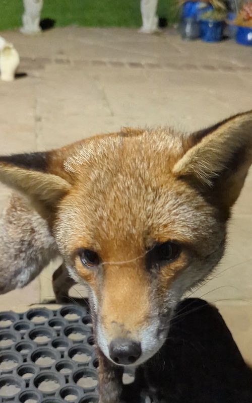 Heidi was missing!! 😭😭 But luckily after several all-nighters, she reappeared at 4:30am, safe and well. Stop worrying me like this, baby!!! #fox #cute #animals #wildlife #urbanfox 