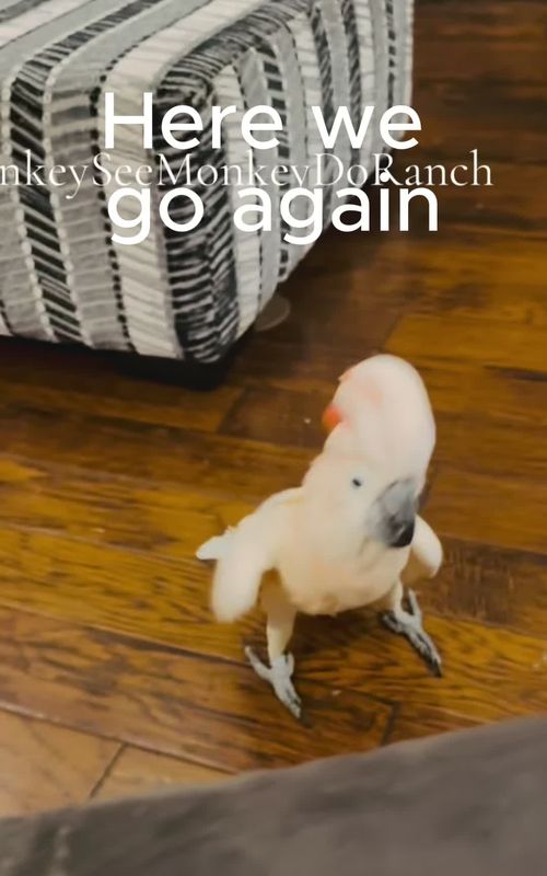 Preston said what he said and makes no apologies. #monkeyseemonkeydoranch #preston #prestonthecockatoo #funnyanimals #fyp 