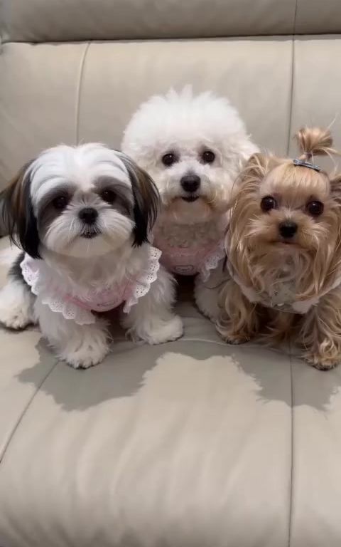 funny#funny #fyp #cute #pet #dog 