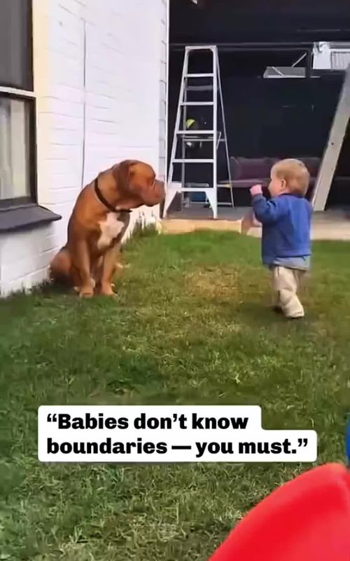 Fun stories about babies and dogs 🥰❤️  #pet #cat #dog #cute #animals #foryou #typ