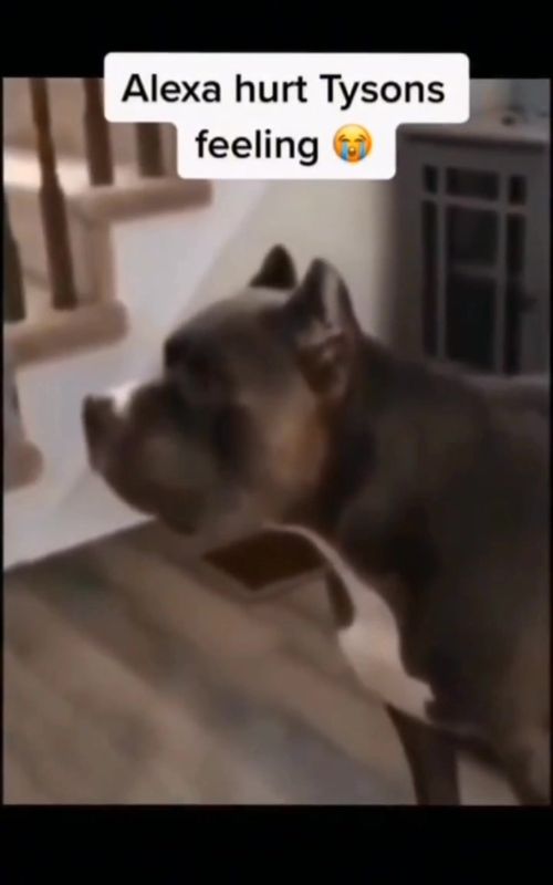 funny and cute dogs compilation 😂... #dog #dogs #pet #pets #funnydogs #funnypets #funnyvideos #fyp #fypシ゚ #foryou 