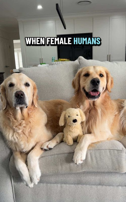 So many paws, who wants more? 😀🐾 #dog #goldenretriever #dogsoftiktok 