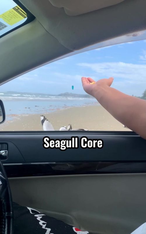 Seagull core #funny #seagulls #bird #fail #fyp