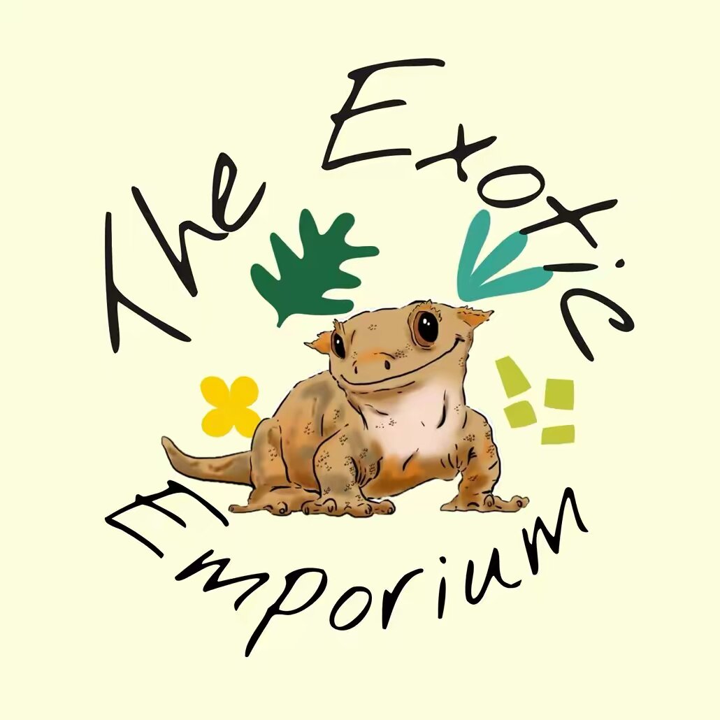 Cora🦎