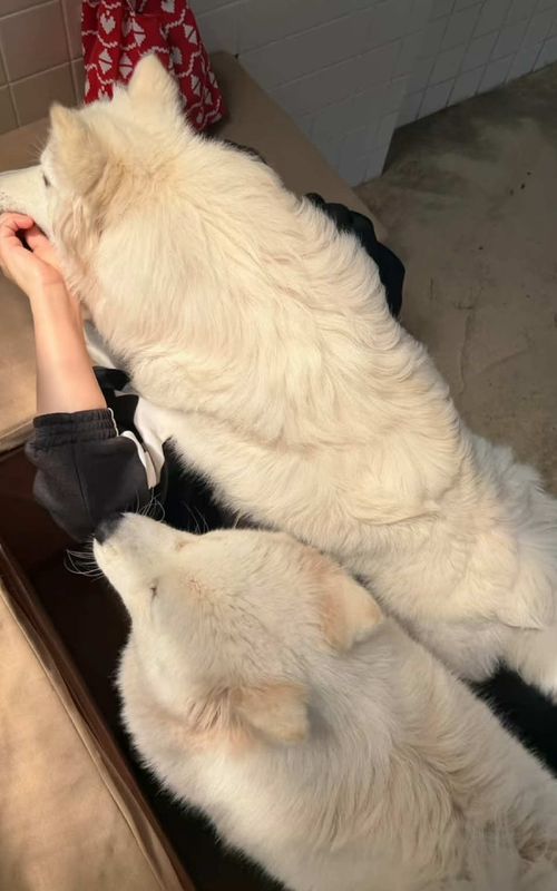 Ily and baby 🐶 #dog #pets 