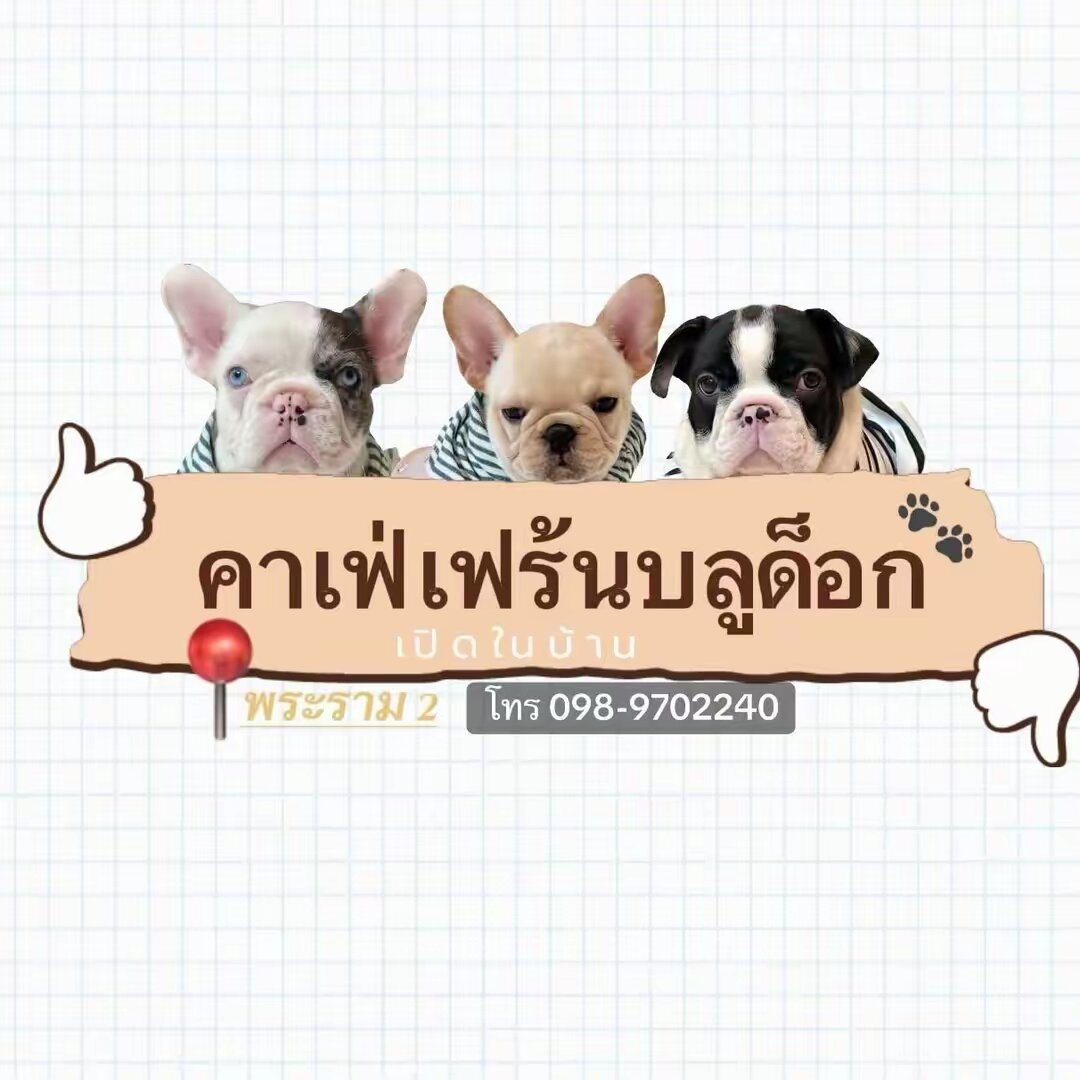 Privatedog cafe Bangkok