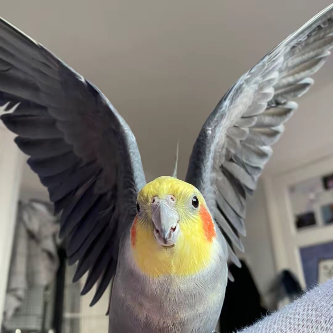 ✨ Kiki the cockatiel✨