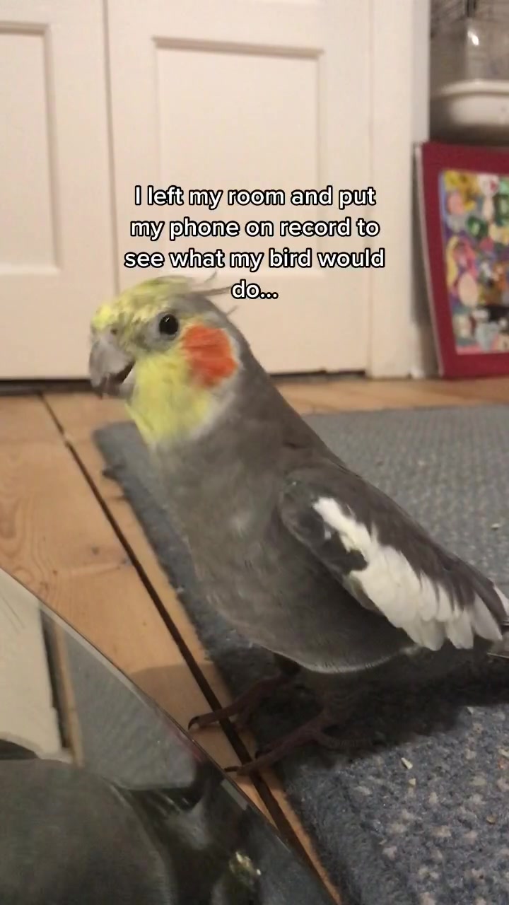 Partying without me :( #cockatielsoftiktok #birds #fyp #for you