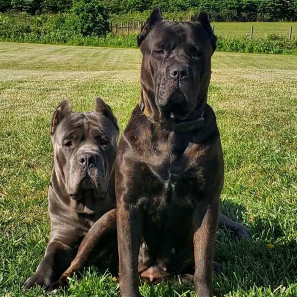 La Cosa Nostra Cane Corso, LLC