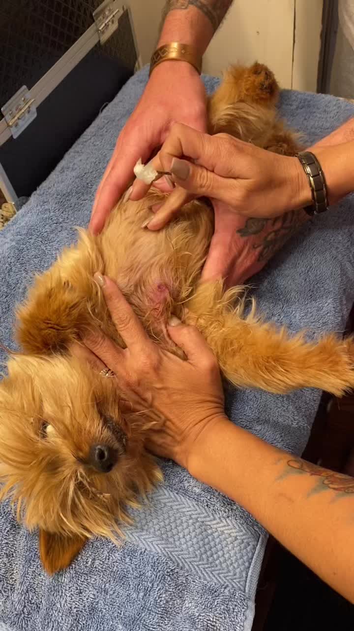 We discovered a Botfly on our 14 yr.old Yorkie. “WARNING” removing it was gross! #lacosanostracanecorso #fyp #fypシ #botflyremoval