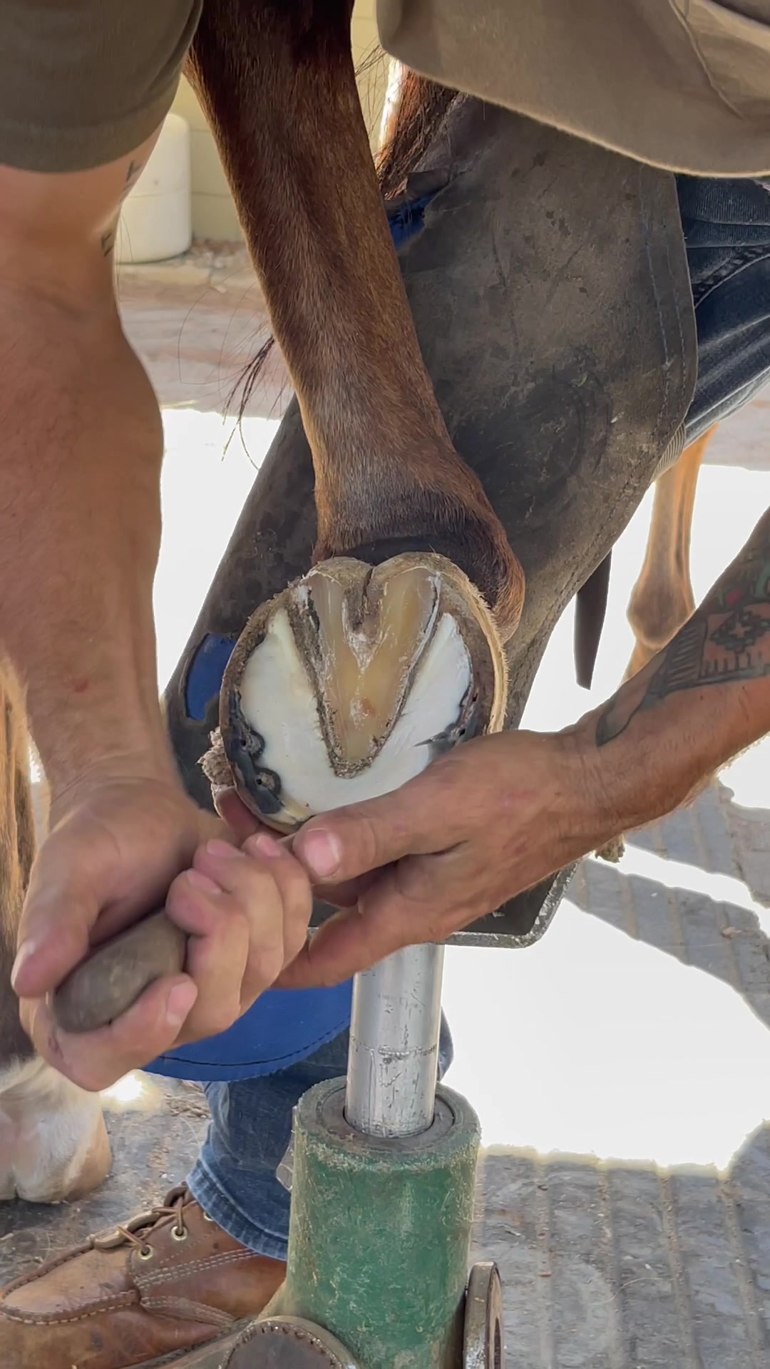 #farriersoftiktok #farrier #horsetok #farriersontiktok #horse #horsesoftiktok #oddlysatisfyingvideo #oddlysatisfying #satisfying #asmr #fypシ #fyp