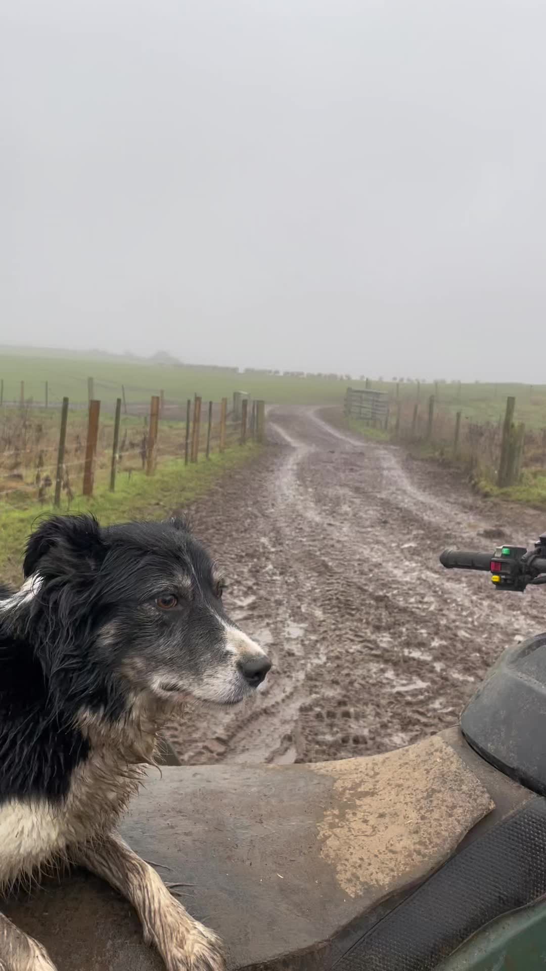 Kate #fyp #fypシ #foryou #bordercollie #amazing #viral #trending #tiktok #beautiful 