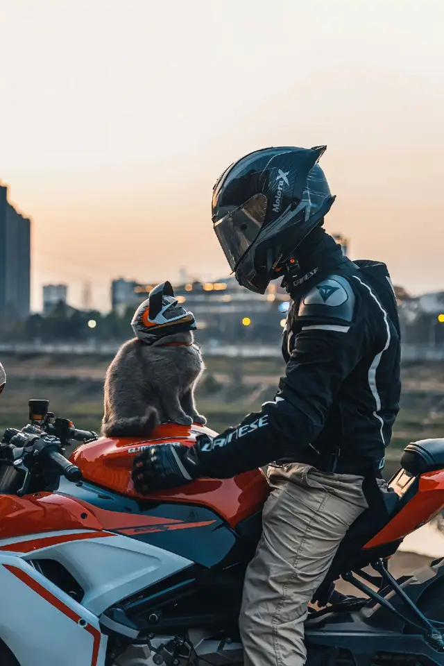You should be free. Nothing should trap us.🖤❤️#catsofttiktok #funny #cute #pet #foryou #fyp #catlove #kitty #kitten #lishiyin #fypシ 