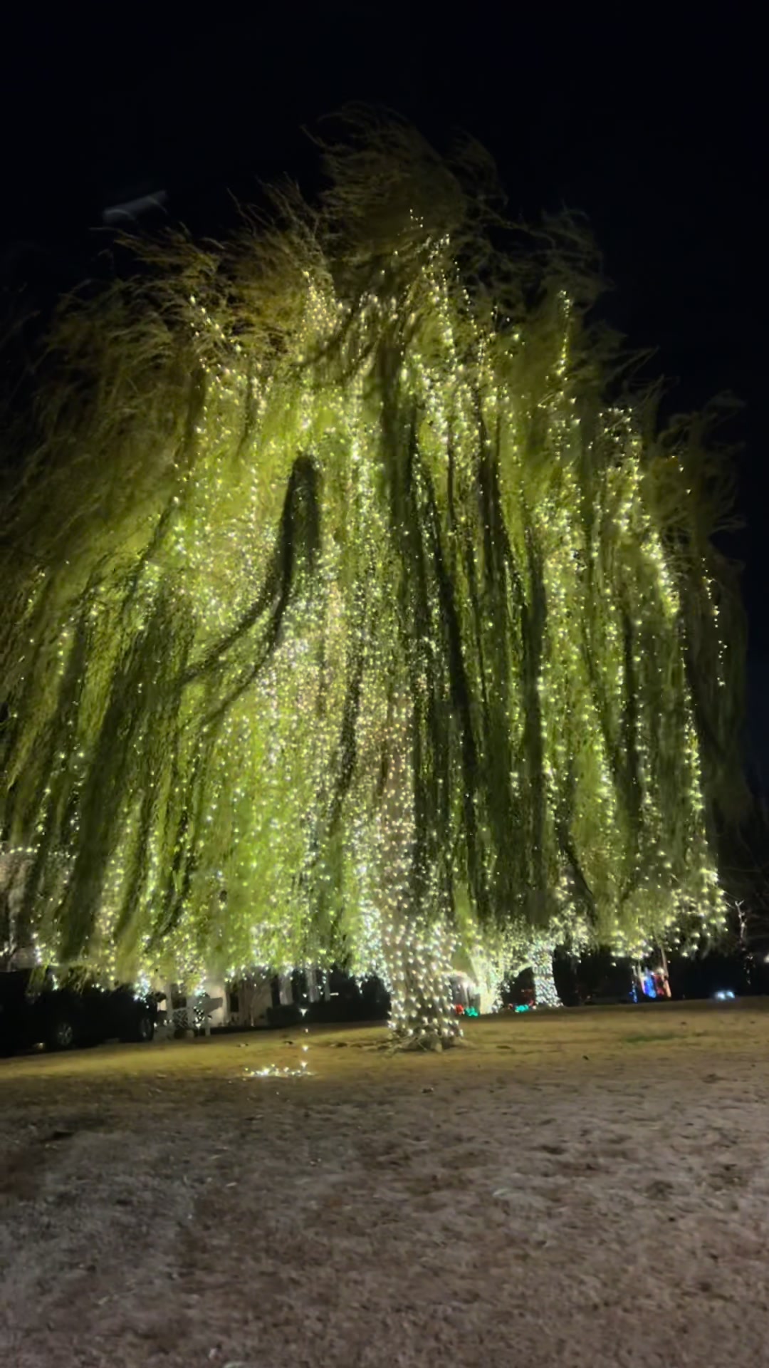 First time seeing the Willow tree at Christmas time 🎄  #fypシ #christmas #willowtree #nicholshills #okc 