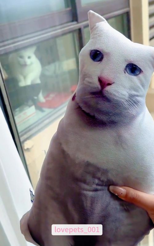 When you have a jealous cat.🤣🤣🤣#cat #catsoftiktok #cats #foryou #funny #funnyvideo #viral #fypシ #funnymoments 