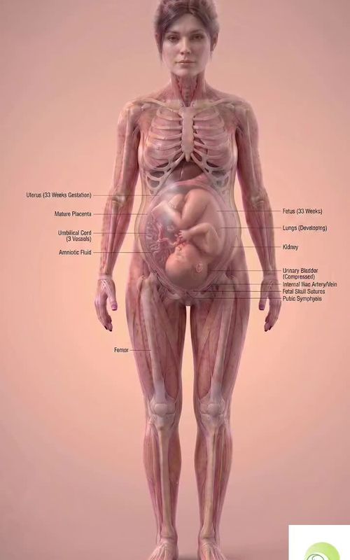 Pregnancy Week 33 - Less Kicks, More Pressure & Big Changes! At 33 weeks pregnant, your baby is growing rapidly and preparing for life outside the womb. With stronger body development, immune system support, and reduced space for movement, this stage brings noticeable changes. In this video, we explain everything happening during week 33 in a simple, visual, and engaging way. ✨ In this video: • Baby size and weight at 33 weeks • Brain development and activity • Immune system support from mother • Movement changes due to limited space • Lung development nearing completion • Common third trimester symptoms You’re now very close to meeting your baby — the final weeks are here ❤️ #33WeeksPregnant #ThirdTrimester #PregnancyJourney #BabyDevelopment #PregnancyUpdate #MomToBe #FetalDevelopment #PregnancyLife #ExpectingMom #PregnancyWeekByWeek #BabyGrowth #MomLife #PregnancyTips #ViralReels #PregnancyVideo
