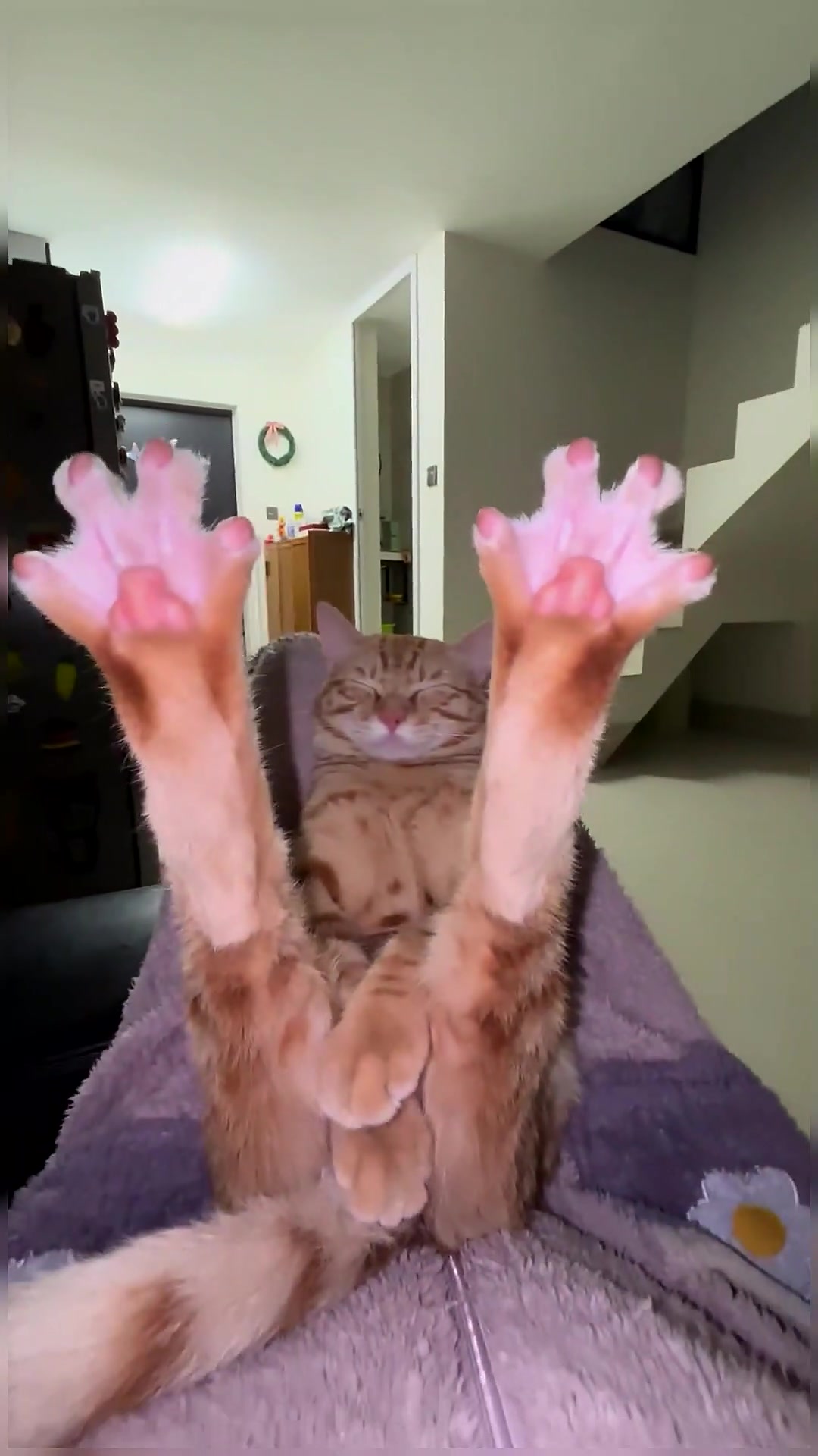 zZZZ👻#funny #cute #pets #cutecats #fyp 