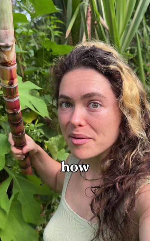 Did you know sugar comes from grass? @Kelli - The TreeHouseChick #DIY #TikTokLearningCampaign 