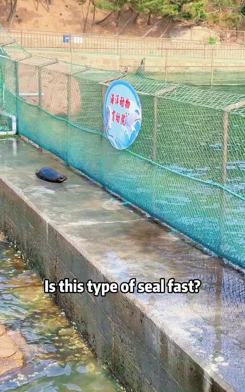 Is this type of seal fast?#DidYouKnow #learnintiktok #seal #fyp 